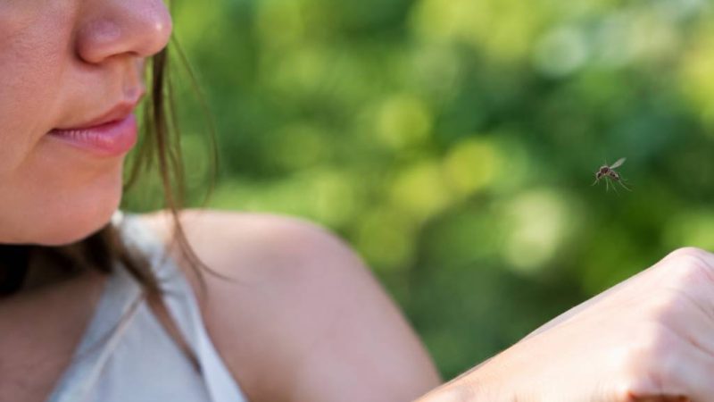 Comment attirer les moustiques : comprendre ce qui les attire pour mieux les éloigner