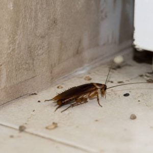 Blatte insecte : comment l’identifier et s’en débarrasser efficacement