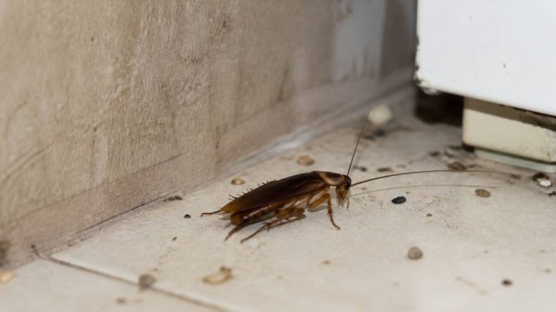Blatte insecte : comment l’identifier et s’en débarrasser efficacement