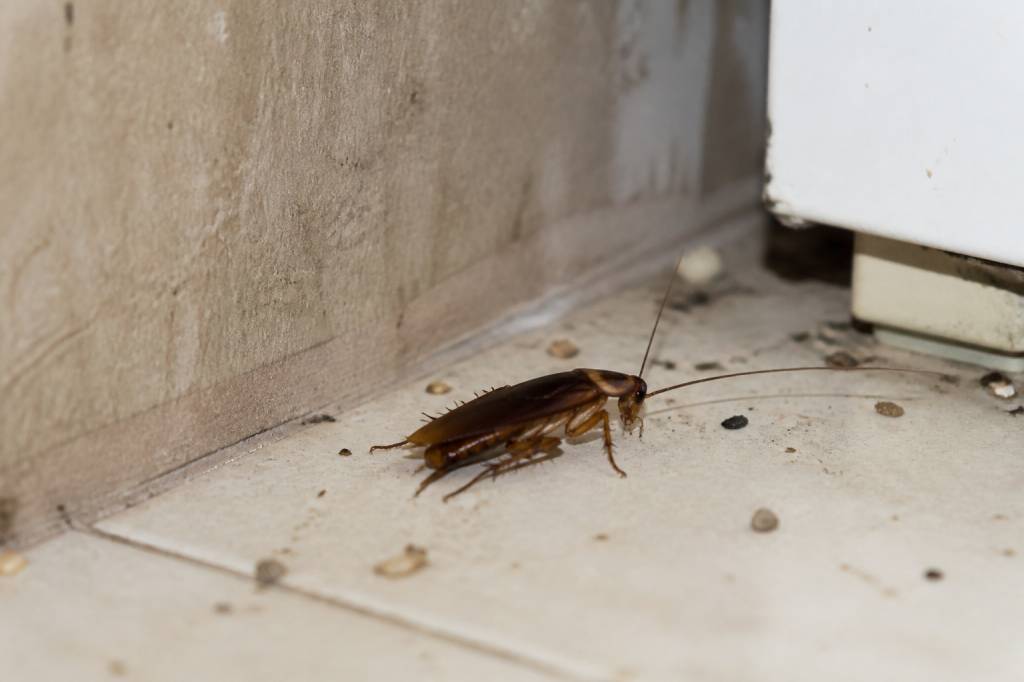 Blatte insecte : comment l’identifier et s’en débarrasser efficacement