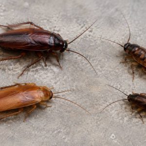Type de cafard : comment identifier les différentes espèces de blattes affinis