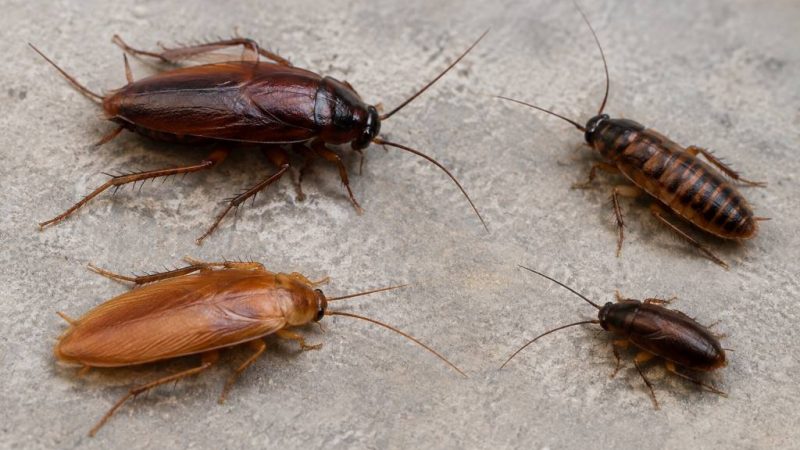 Type de cafard : comment identifier les différentes espèces de blattes affinis