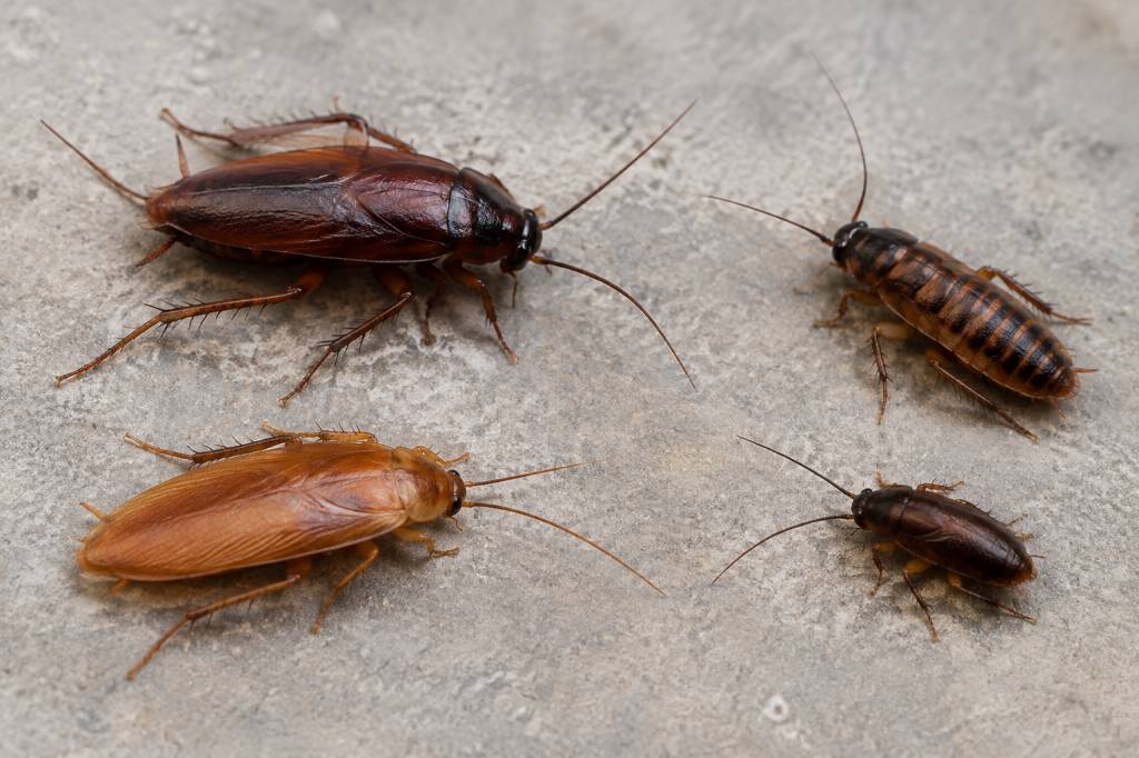 Type de cafard : comment identifier les différentes espèces de blattes affinis