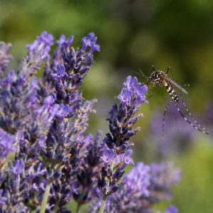 Lavande et moustique tigre : une solution naturelle est-elle efficace ?