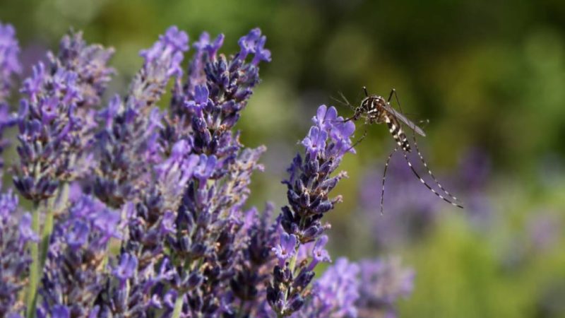 Lavande et moustique tigre : une solution naturelle est-elle efficace ?