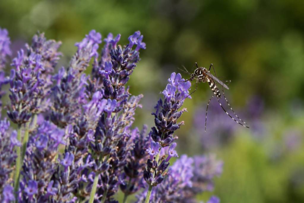 Lavande et moustique tigre : une solution naturelle est-elle efficace ?