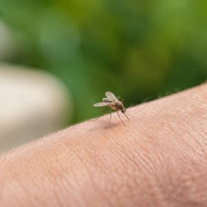 Est-ce que les moucherons piquent ? réponses et conseils pour éviter les morsures