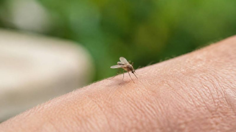 Est-ce que les moucherons piquent ? réponses et conseils pour éviter les morsures