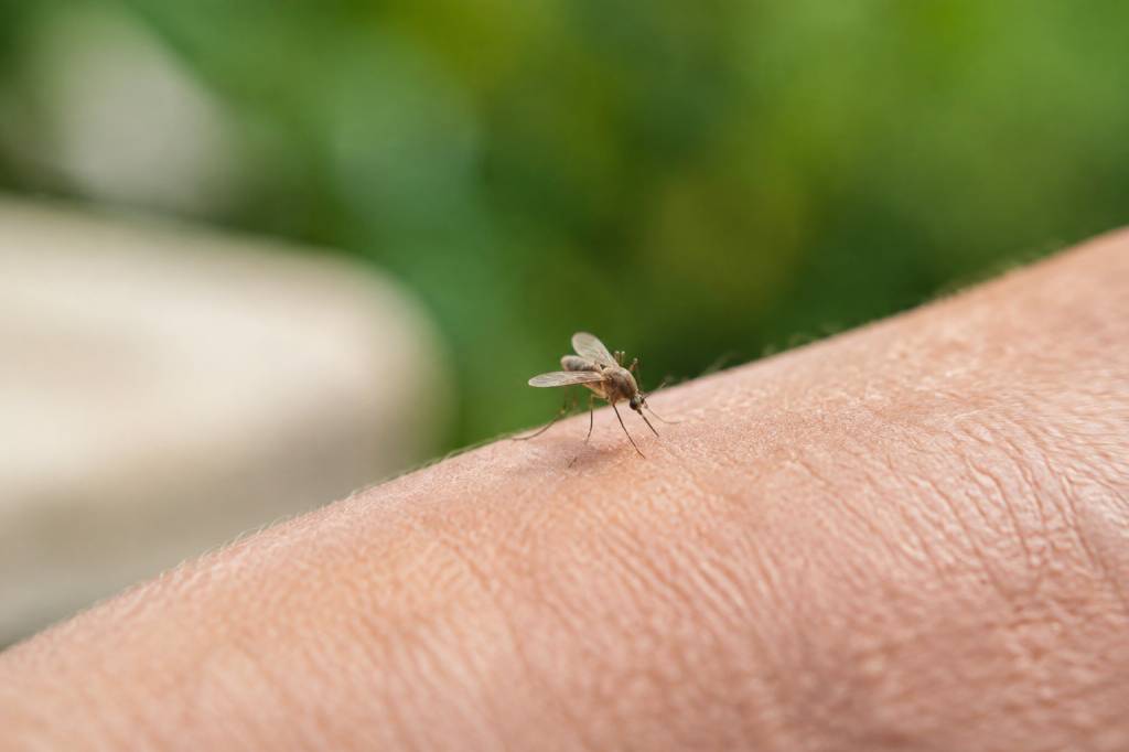 Est-ce que les moucherons piquent ? réponses et conseils pour éviter les morsures