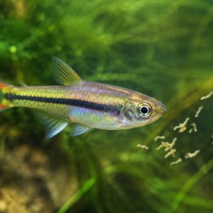 Poisson moustiques : quels poissons mangent les larves de moustiques ?