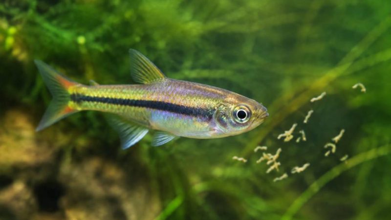Poisson moustiques : quels poissons mangent les larves de moustiques ?