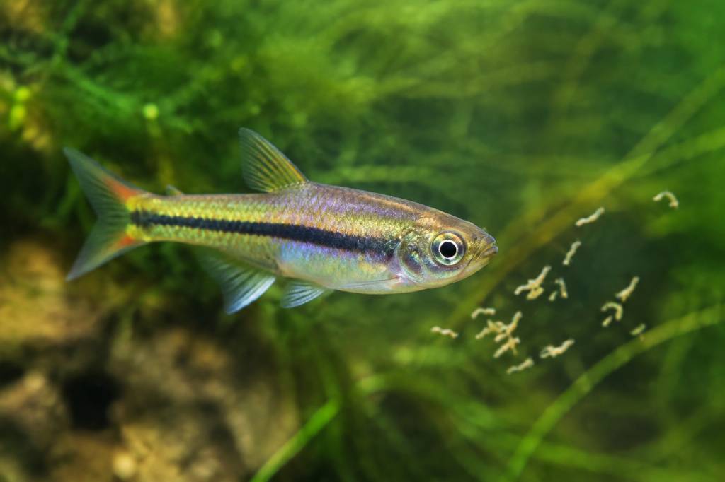 Poisson moustiques : quels poissons mangent les larves de moustiques ?