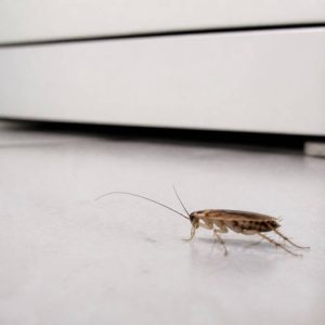 Blatte francaise : comment l’identifier et s’en débarrasser efficacement