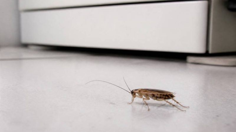 Blatte francaise : comment l’identifier et s’en débarrasser efficacement