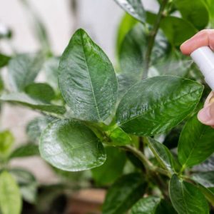 Mouche blanche : traitement naturel pour protéger vos plantes