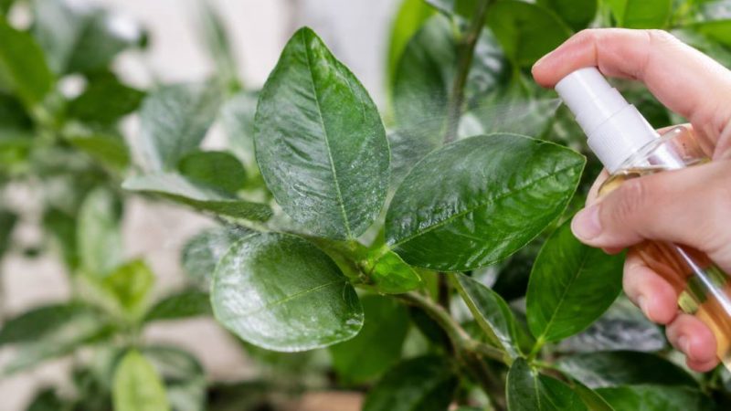 Mouche blanche : traitement naturel pour protéger vos plantes