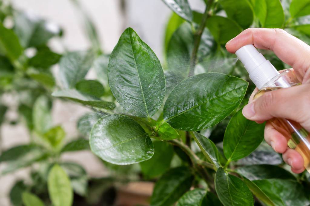 Mouche blanche : traitement naturel pour protéger vos plantes