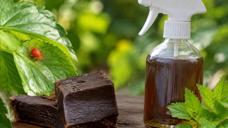 Araignée rouge et savon noir : comment traiter une infestation naturellement