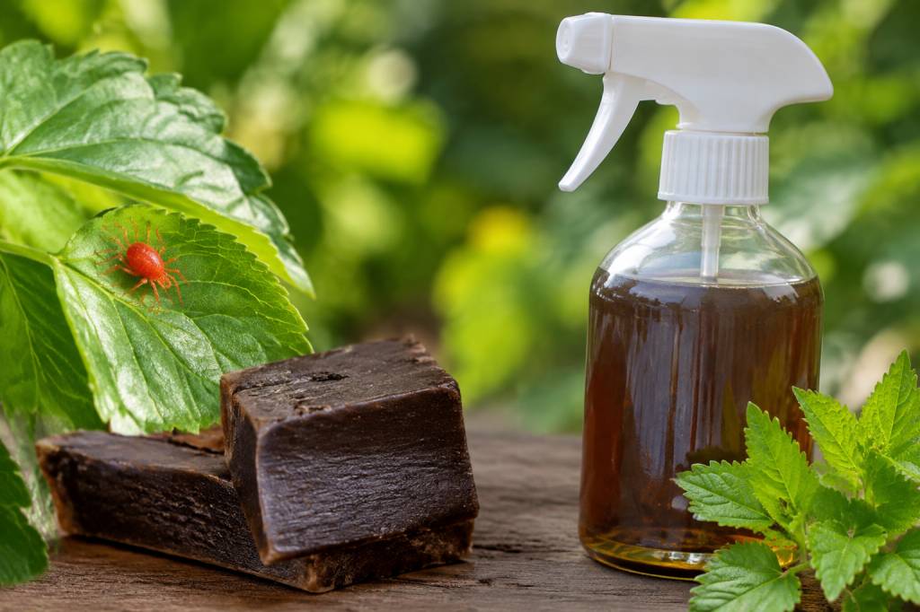 Araignée rouge et savon noir : comment traiter une infestation naturellement