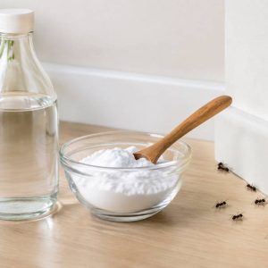 Bicarbonate et vinaigre blanc contre les fourmis : est-ce vraiment efficace ?
