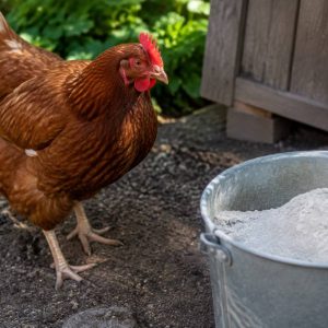 Terre de diatomée poule : comment l’utiliser en toute sécurité ?