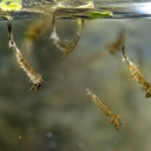 Larves de moustiques dans l’eau : comment les repérer et les éliminer efficacement