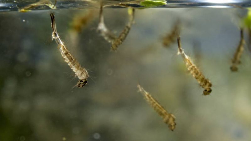 Larves de moustiques dans l’eau : comment les repérer et les éliminer efficacement