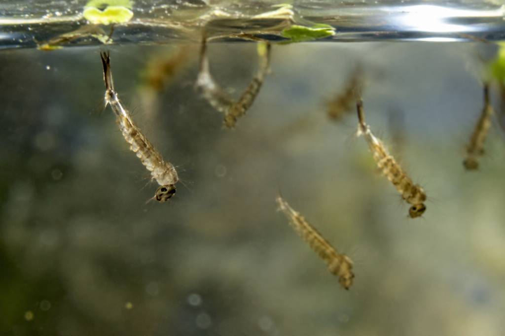 Larves de moustiques dans l’eau : comment les repérer et les éliminer efficacement