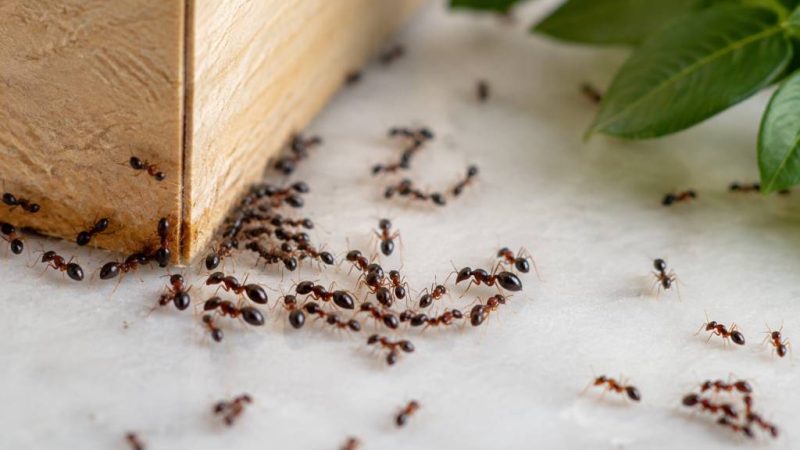 Fourmi remède naturel : les solutions pour s’en débarrasser efficacement