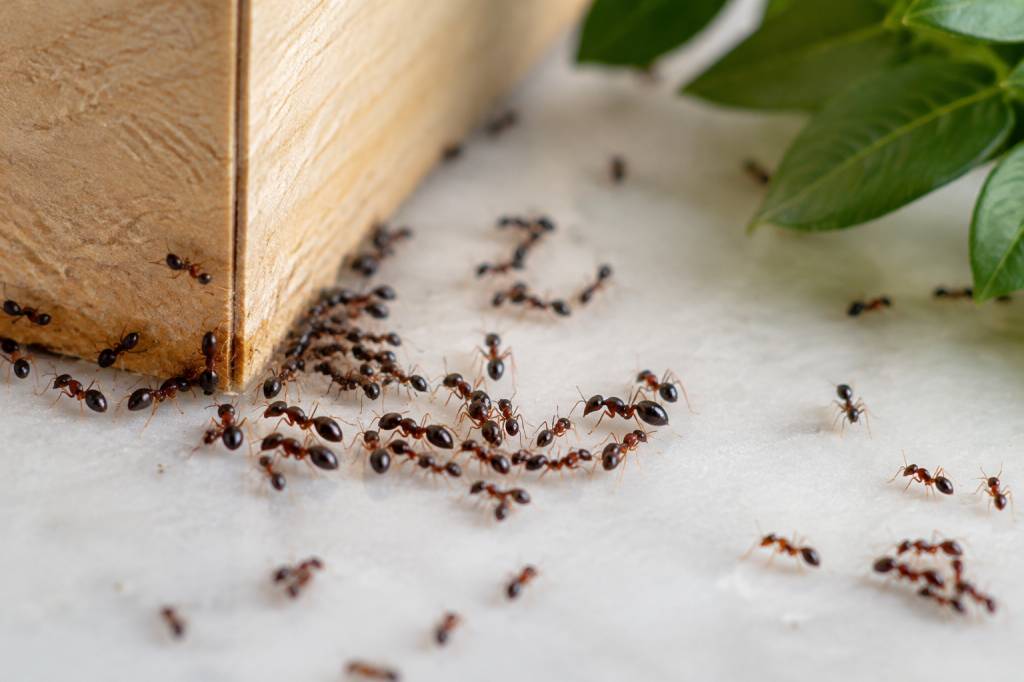 Fourmi remède naturel : les solutions pour s’en débarrasser efficacement