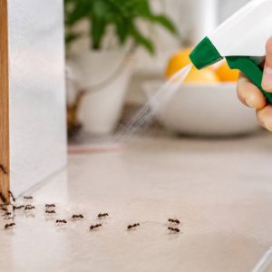 Anti fourmis naturel : les solutions efficaces pour éloigner les fourmis de la maison