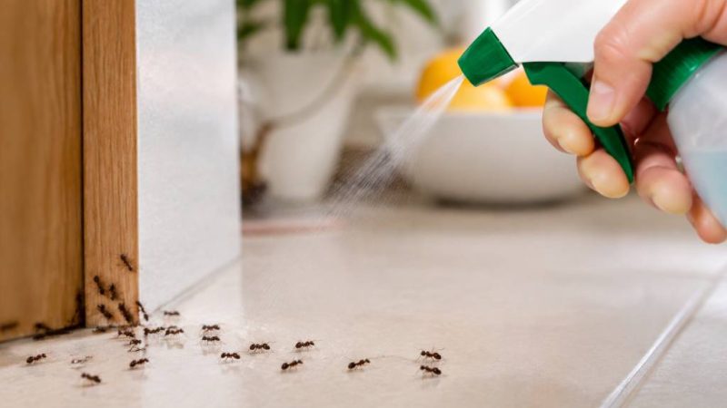 Anti fourmis naturel : les solutions efficaces pour éloigner les fourmis de la maison
