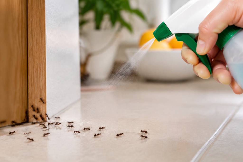 Anti fourmis naturel : les solutions efficaces pour éloigner les fourmis de la maison