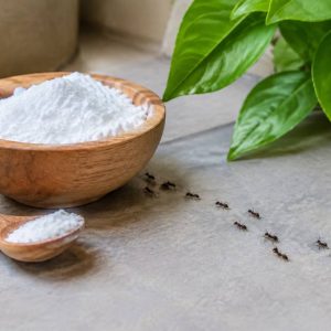 Bicarbonate de soude contre les fourmis : méthode naturelle et efficace