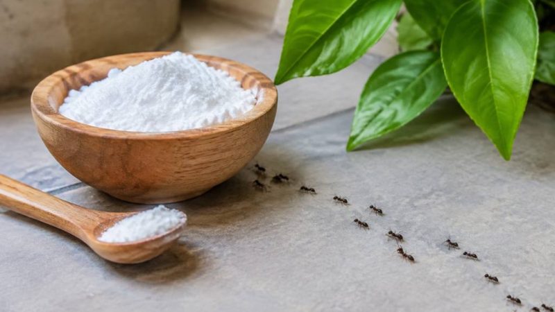 Bicarbonate de soude contre les fourmis : méthode naturelle et efficace