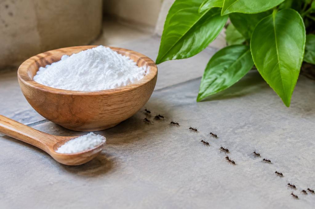 Bicarbonate de soude contre les fourmis : méthode naturelle et efficace