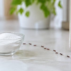 Produit naturel contre les fourmis : les solutions efficaces pour les éloigner de la maison