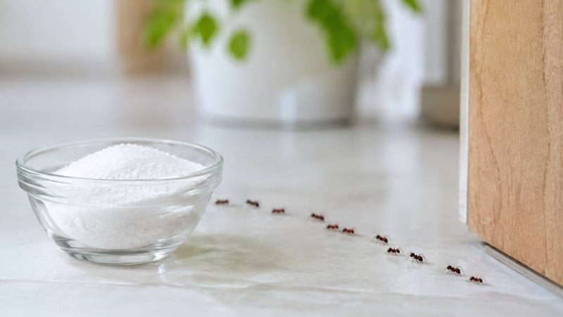 Produit naturel contre les fourmis : les solutions efficaces pour les éloigner de la maison