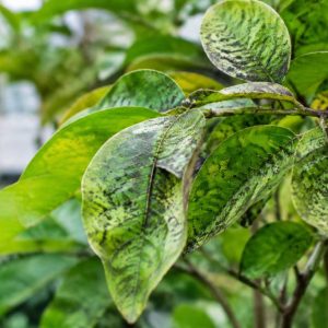 Fumagine traitement : comment éliminer les dépôts noirs sur les plantes ?