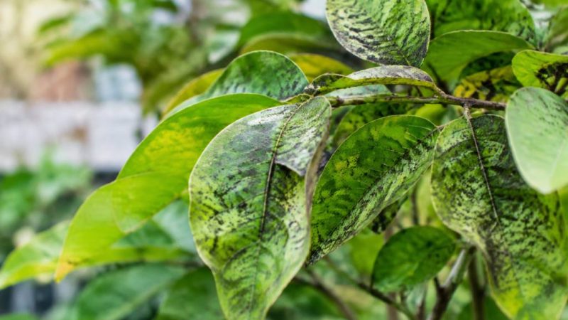 Fumagine traitement : comment éliminer les dépôts noirs sur les plantes ?