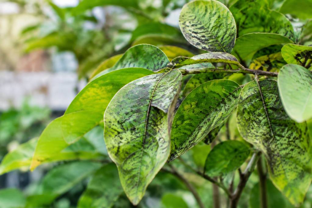 Fumagine traitement : comment éliminer les dépôts noirs sur les plantes ?