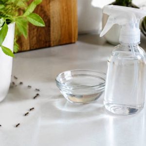 Vinaigre blanc contre les fourmis : efficacité et conseils d’utilisation