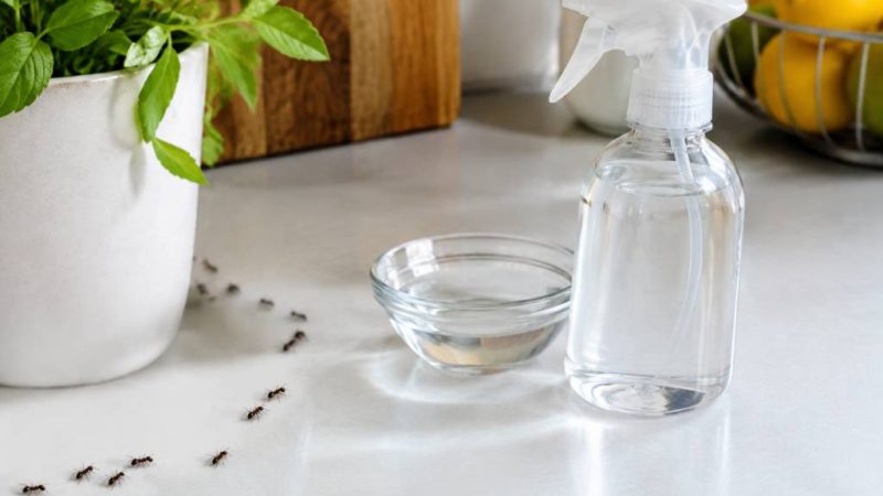 Vinaigre blanc contre les fourmis : efficacité et conseils d’utilisation