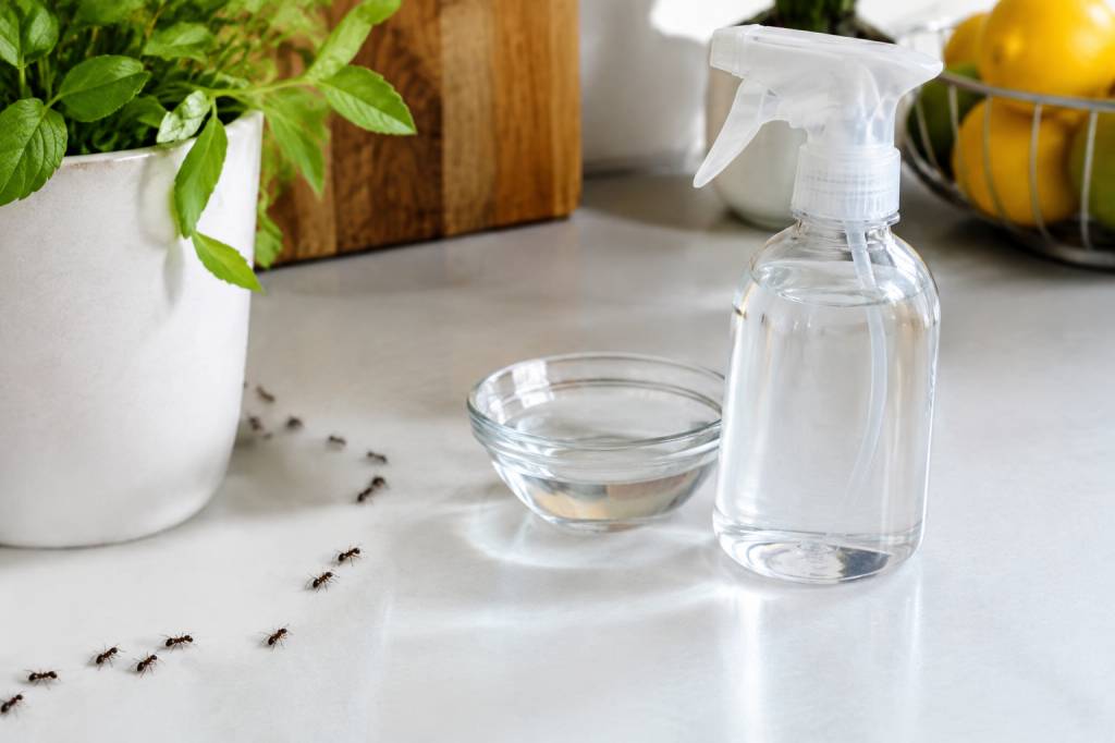 Vinaigre blanc contre les fourmis : efficacité et conseils d’utilisation