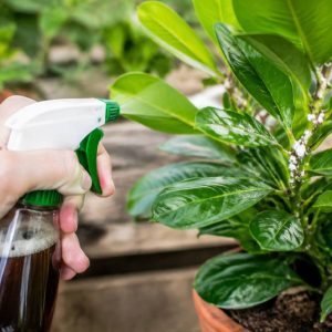 Savon noir contre cochenilles : comment l’utiliser pour protéger vos plantes ?