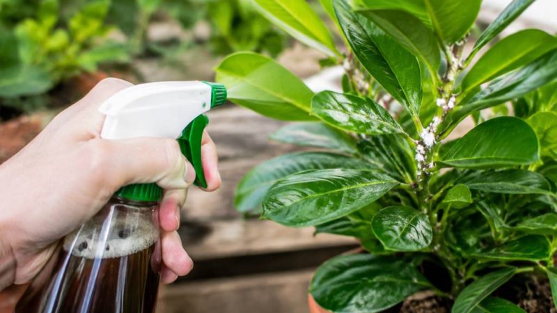 Savon noir contre cochenilles : comment l’utiliser pour protéger vos plantes ?
