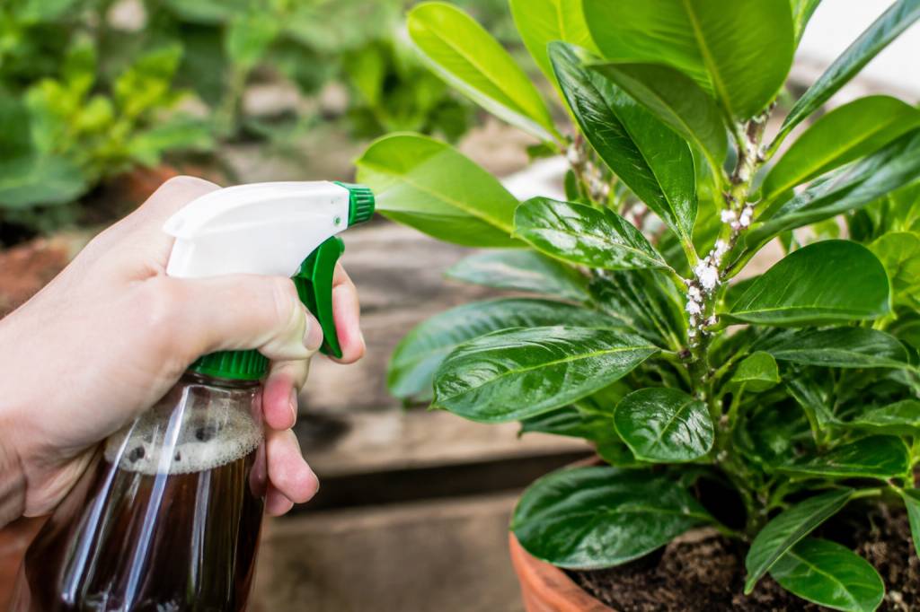 Savon noir contre cochenilles : comment l’utiliser pour protéger vos plantes ?