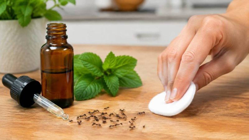 Huile essentielle anti fourmi : quelles solutions choisir pour les éloigner ?