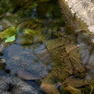 Larve en eau stagnante : comment prévenir leur développement ?