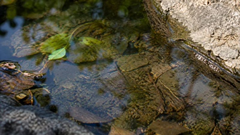 Larve en eau stagnante : comment prévenir leur développement ?